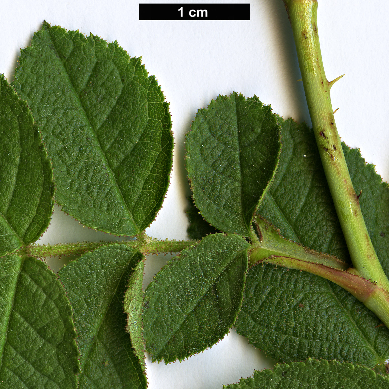 High resolution image: Family: Rosaceae - Genus: Rosa - Taxon: rubiginosa - SpeciesSub: subsp. columnifera